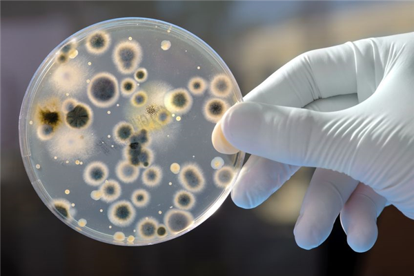 What Bacteria Live in Your Dust?